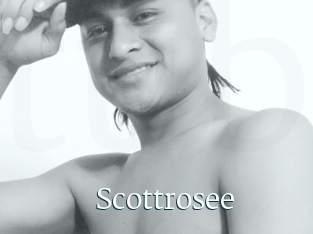 Scottrosee